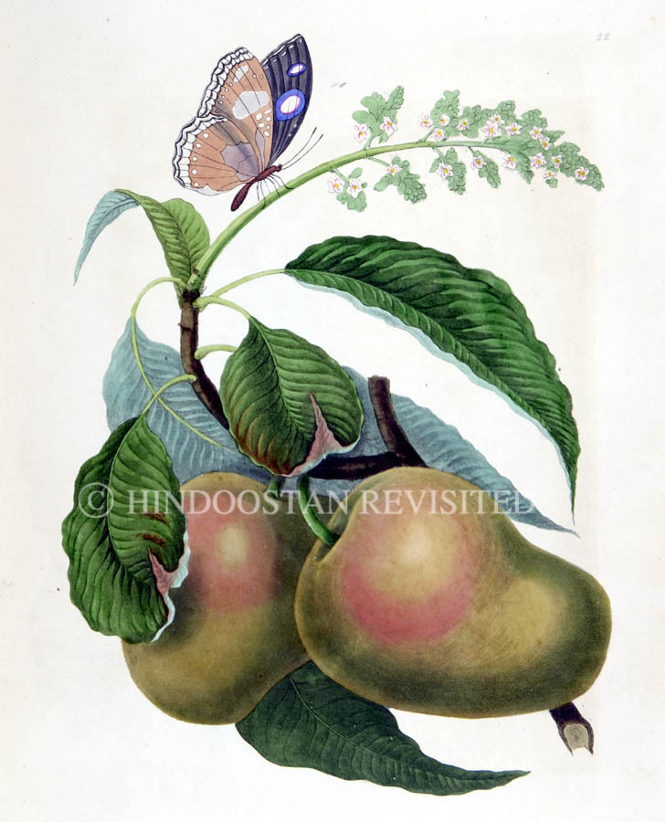 /data/Original Prints/Natural History/THE MAZAGON MANGO OF BOMBAY WITH THE PAPILIO BOLINA OR PURPLE-EYED BUTTERFLY.jpg